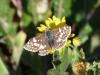 Burnsius communis